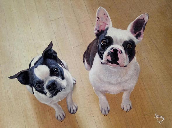 Two Boston Terriers sitting on a wood floor looking up.