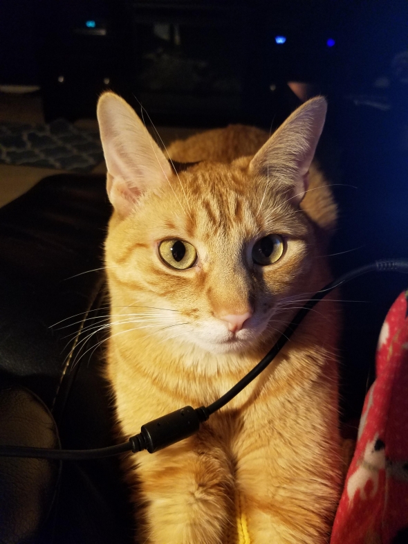 Custom Cat Portrait