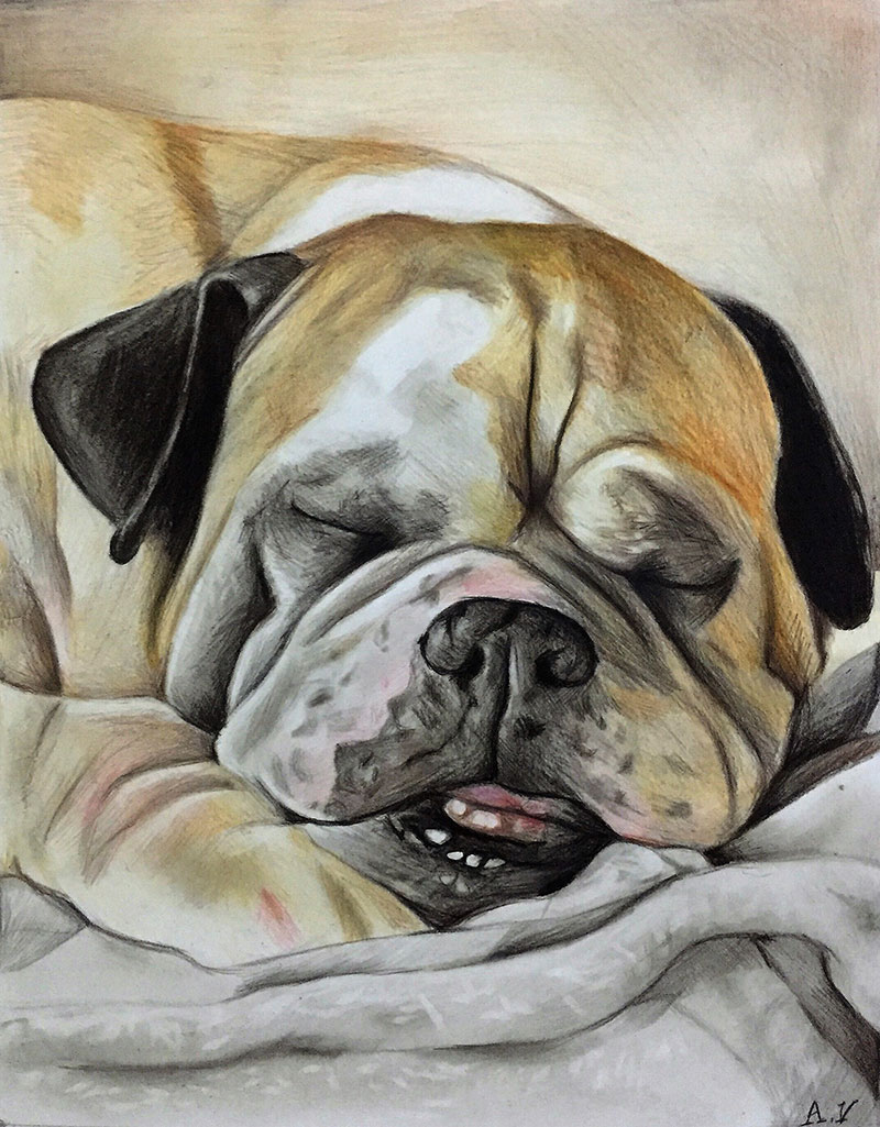 custom colored pencil drawing of sleepy bulldog