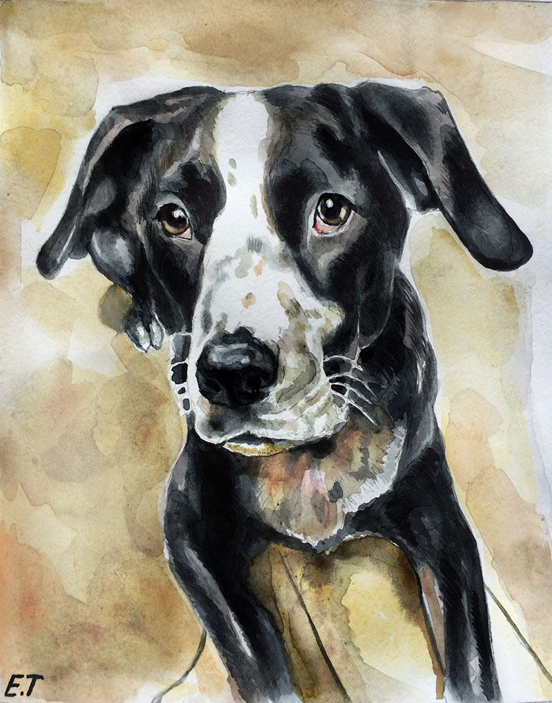 custom watercolor painting of black and white dog