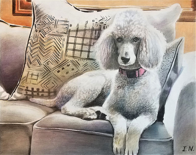 custom colored pencil portrait of white poodle on couch