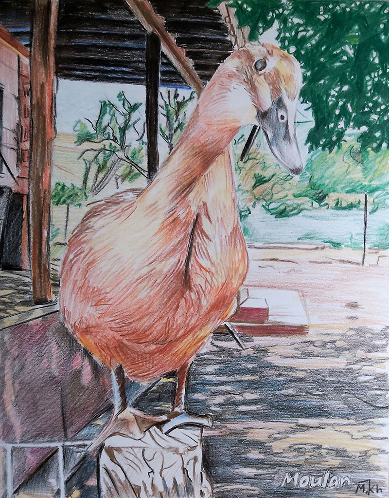Custom color pencil drawing of a duck