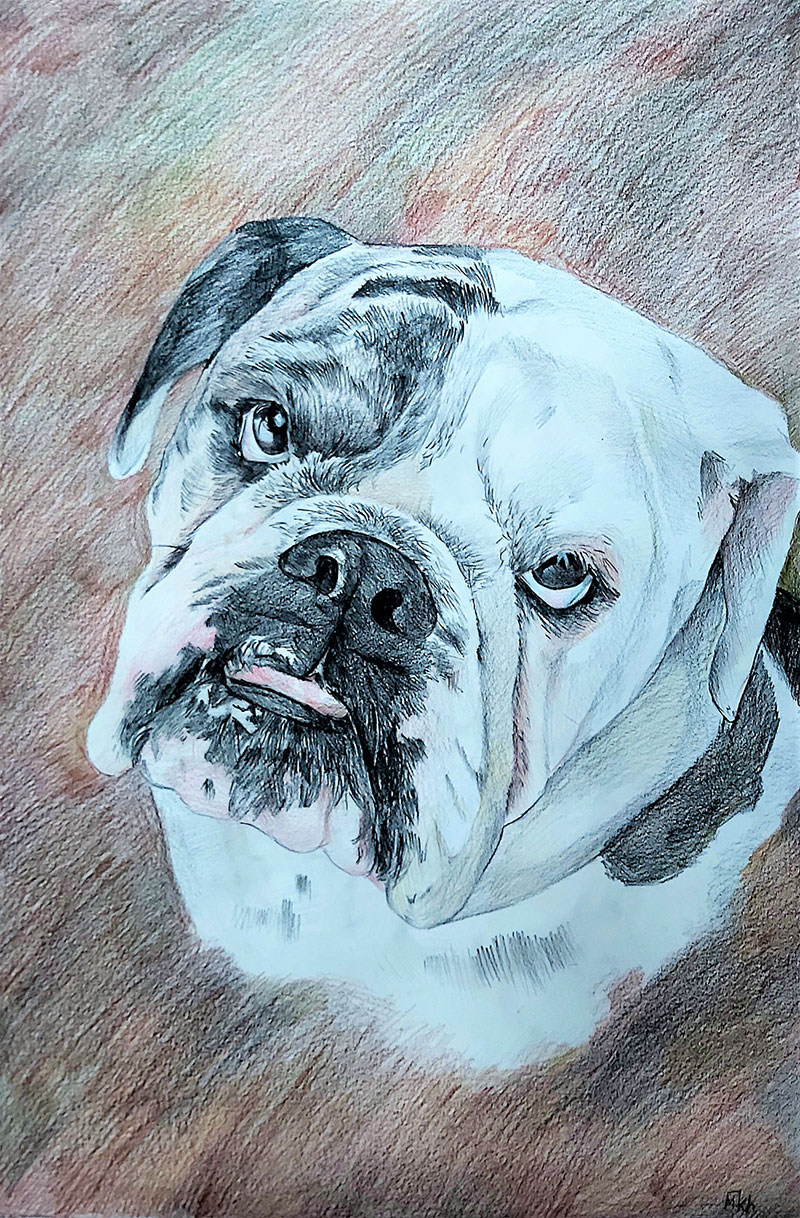 Custom color pencil drawing of a dog