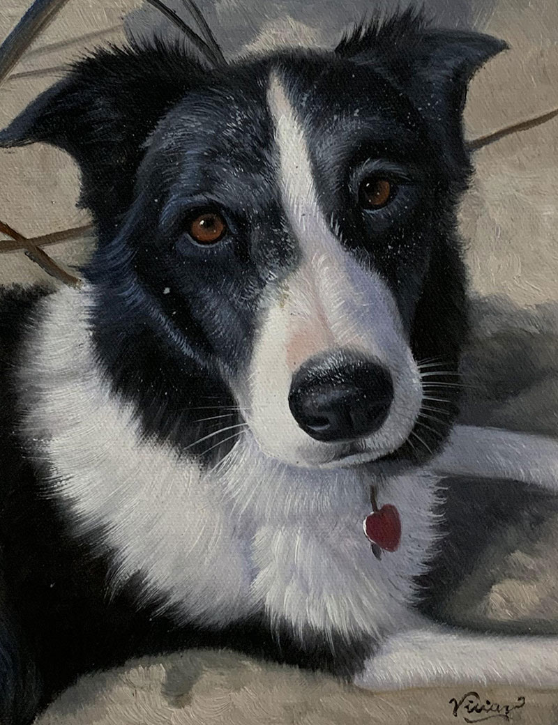 Painting of a black and white border collie wearing a red heart tag.