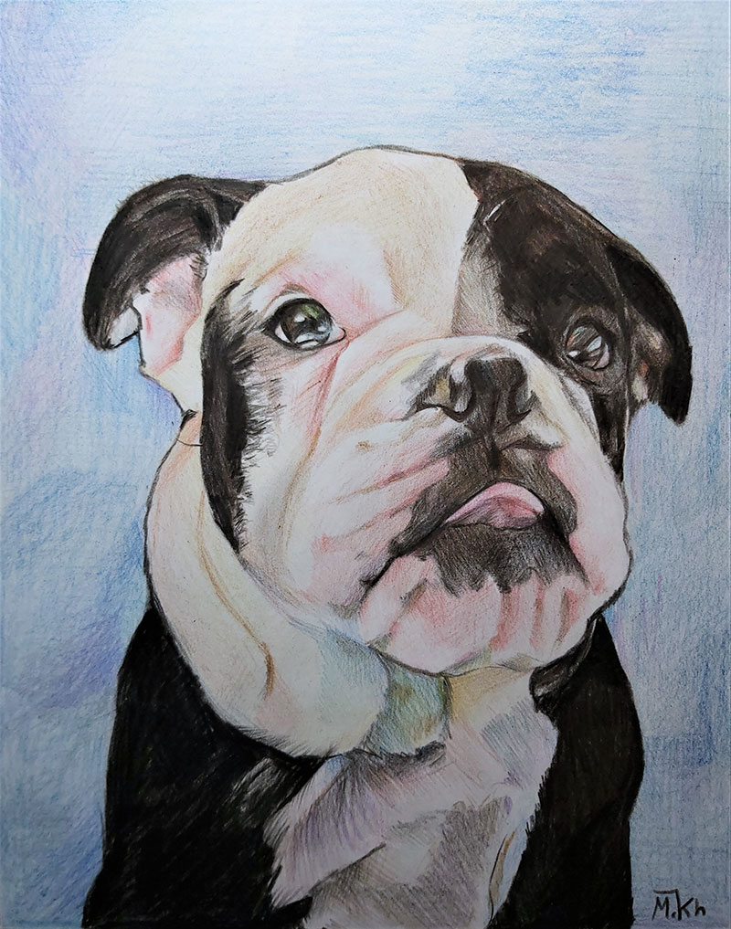 Custom color pencil drawing of a dog