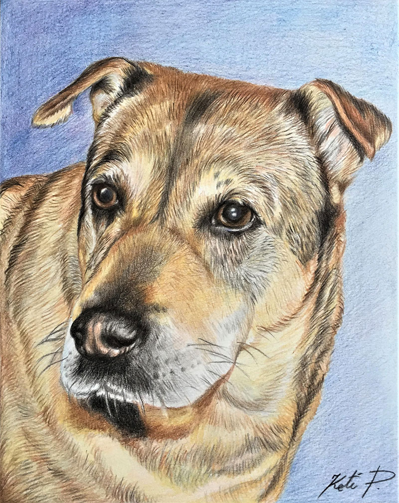 Custom color pencil drawing of a dog