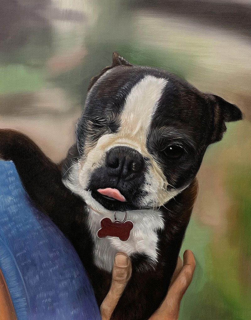 Painting of a Boston Terrier being held, tongue out, one eye closed.