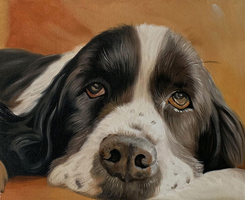 Oil painting of a black and white springer spaniel resting its head.