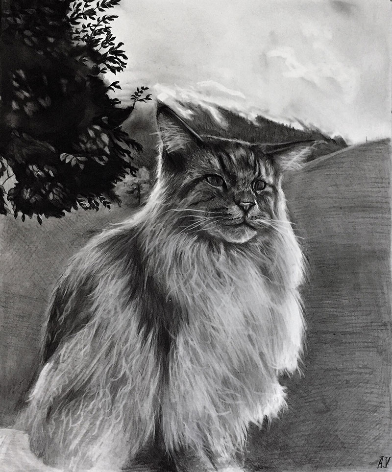 picture to charcoal cat drawing 