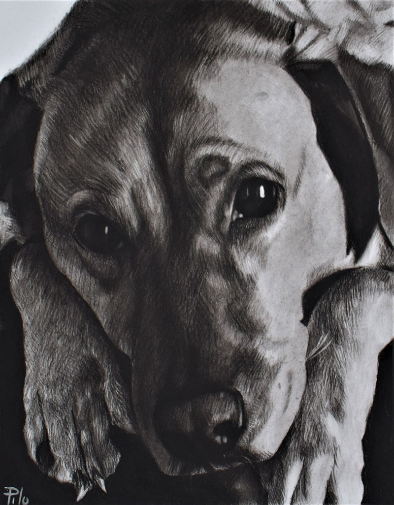 Close up charcoal portrait of a dog and paws