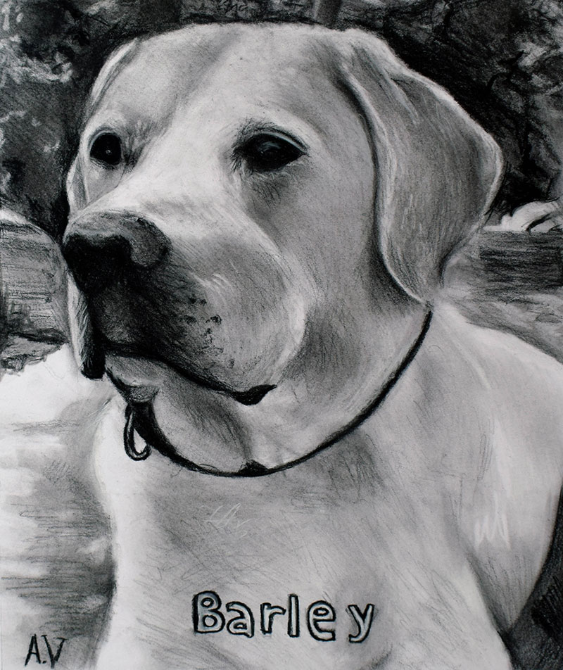 picture to charcoal close up portrait of dog