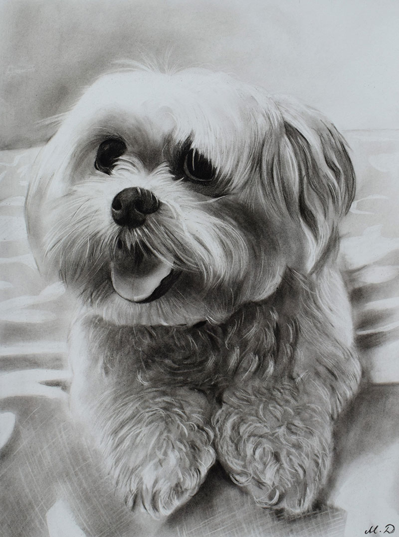 personalized charcoal drawing of white dog