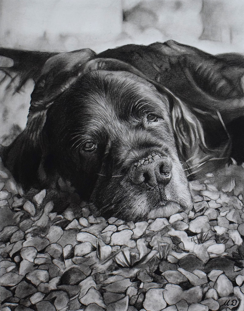 photo realistic charcoal drawing of black dog 