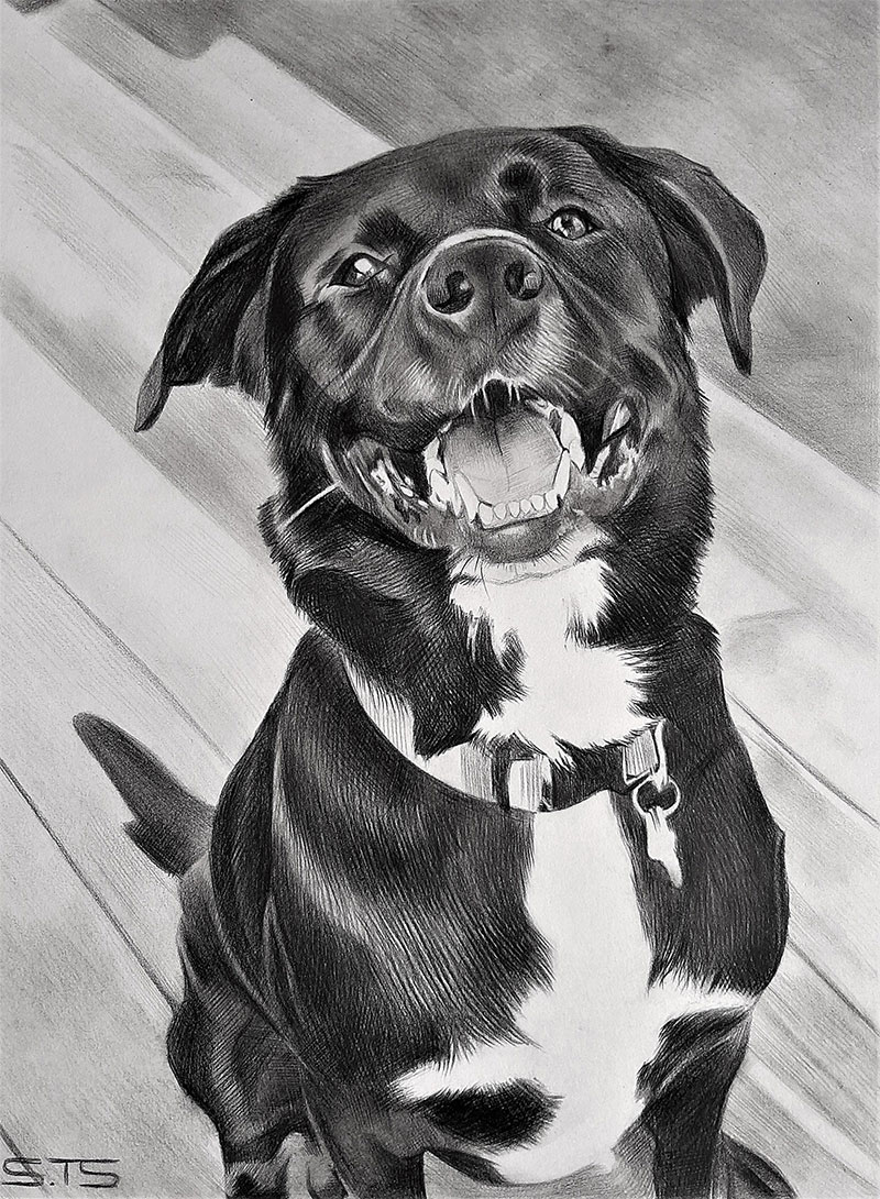 Beautiful charcoal drawing of a dog