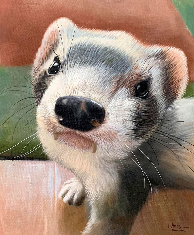 Painting of a ferret`s head and paws.