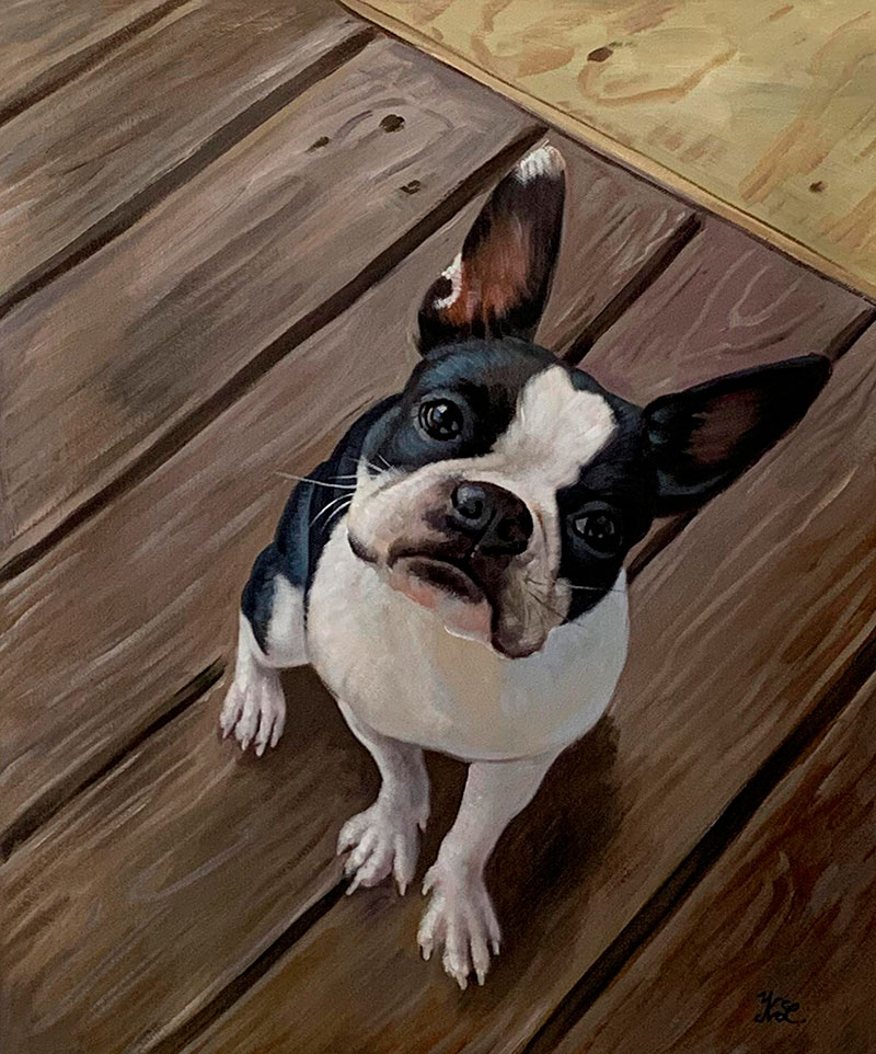 Painting of a Boston Terrier looking up from a wooden deck.