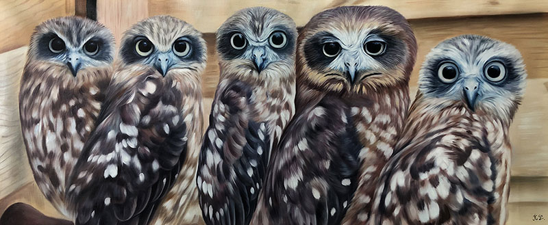 Five owlets facing forward.