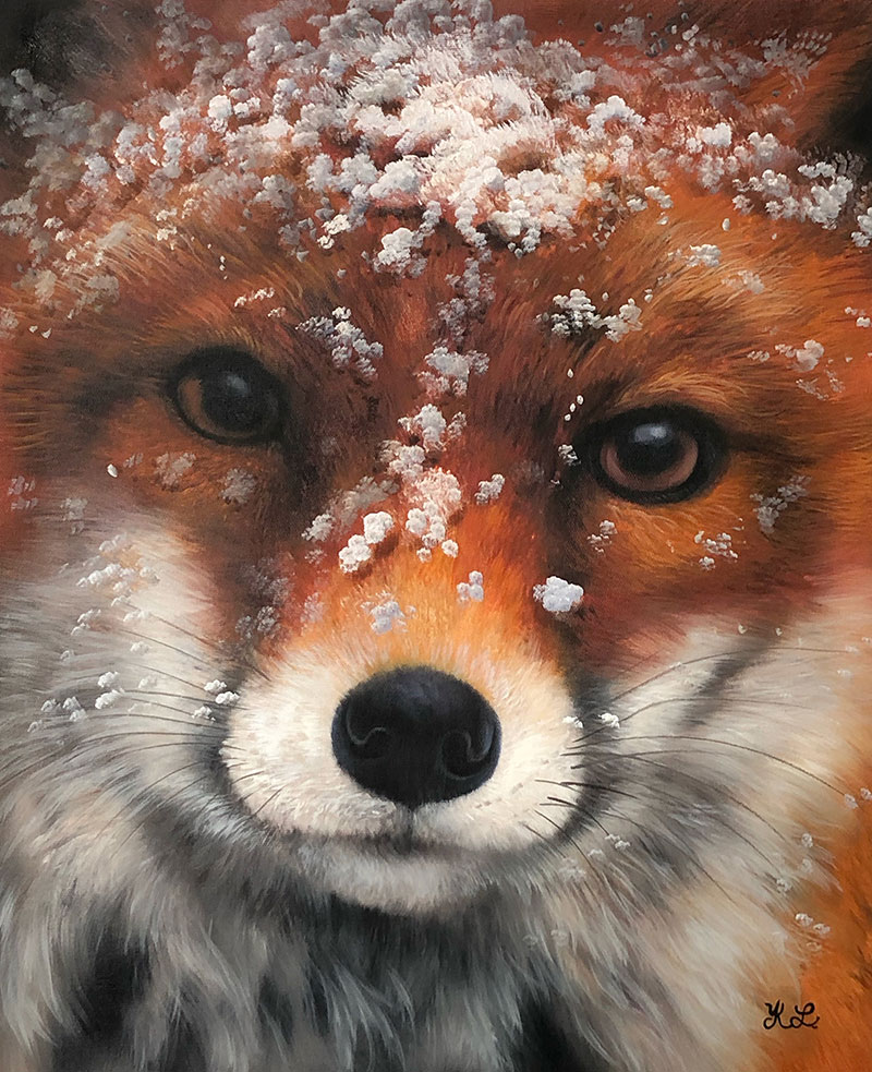 Close-up of a red fox`s face covered in snow.