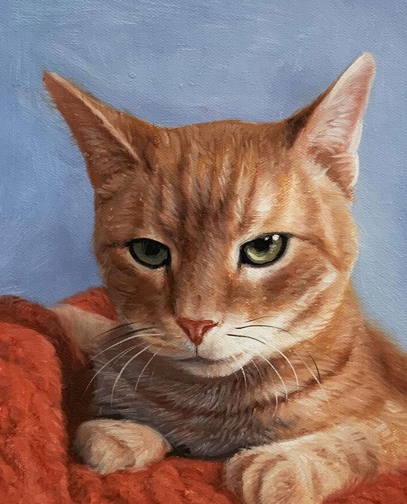 Orange tabby cat portrait.