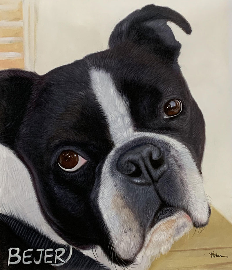 Painting of a black and white Boston Terrier named Bejer.