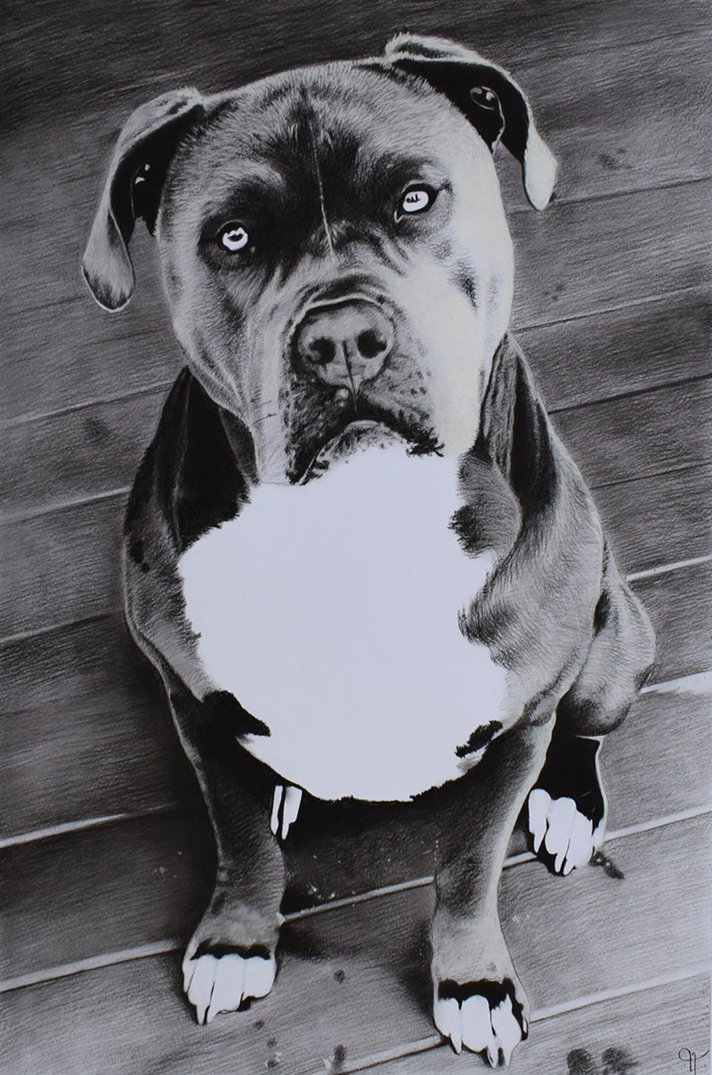 dog portrait in black and white