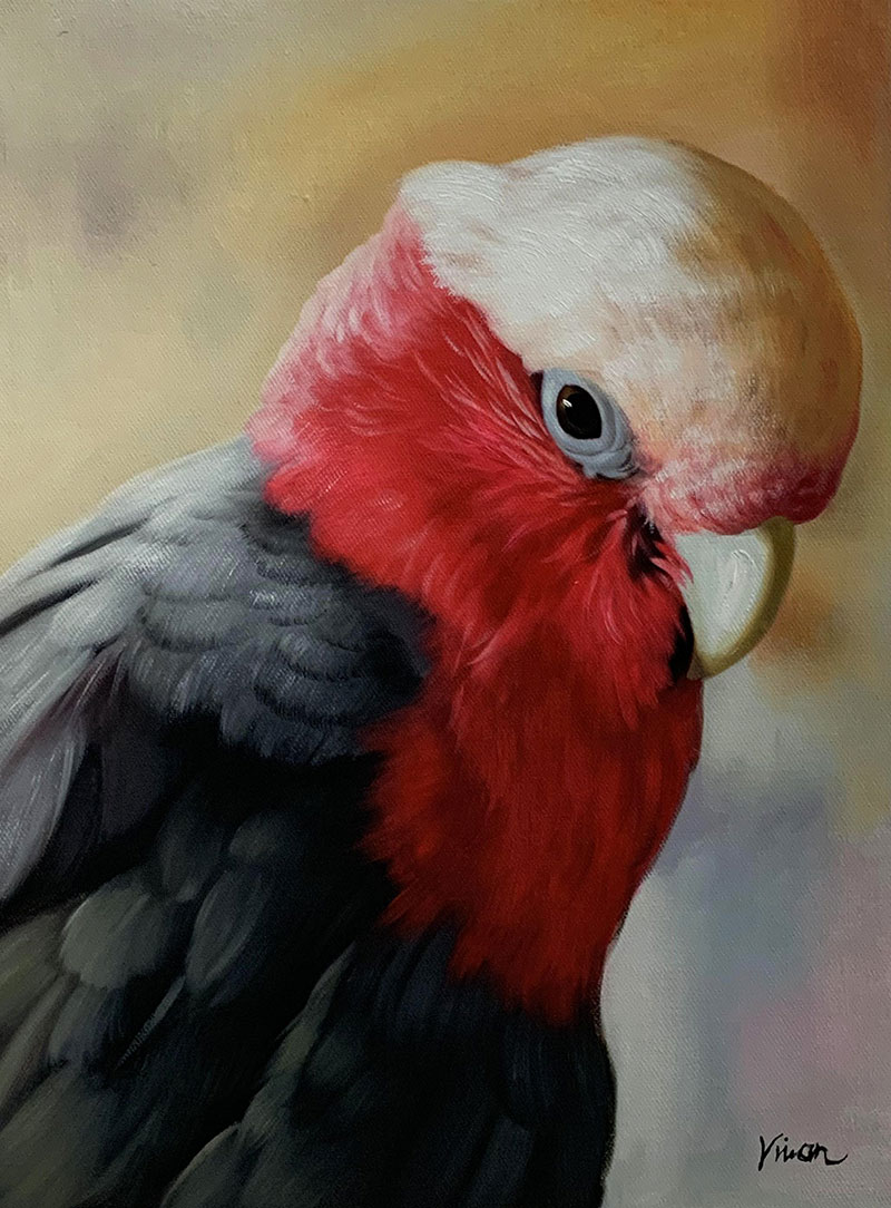 Painting of a galah.