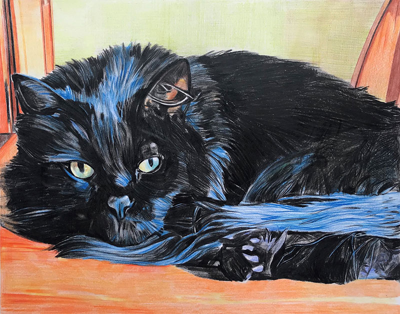 custom colored pencil drawing of a black cat laying