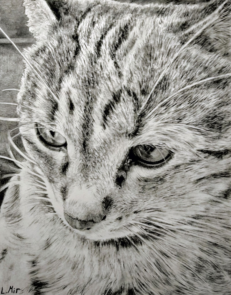 custom pencil drawing of a cat 