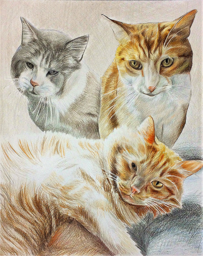 Custom color pencil painting of two cats