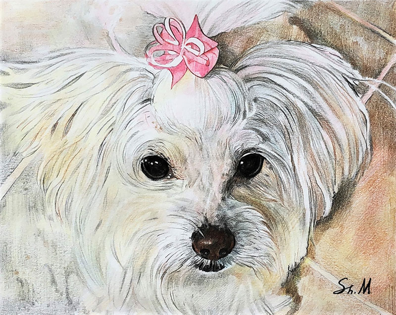 Custom color pencil drawing of a white dog with a pink bow