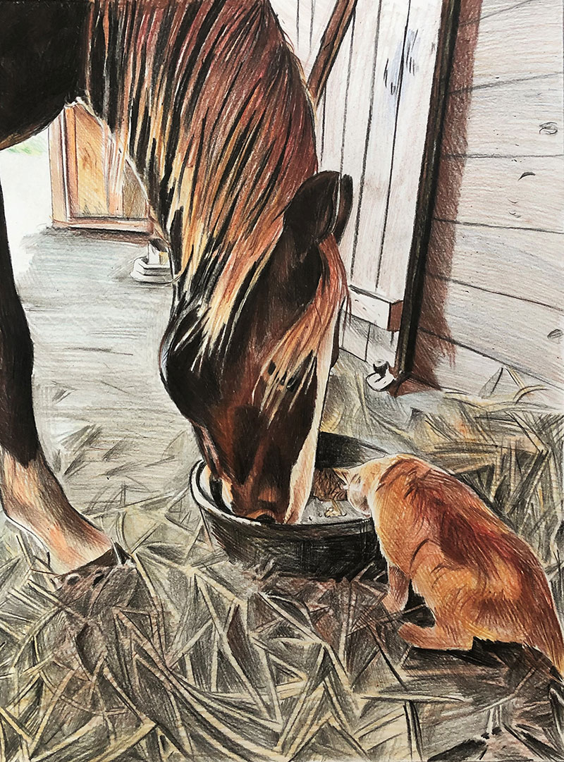 Custom color pencil drawing of a horse and a cat