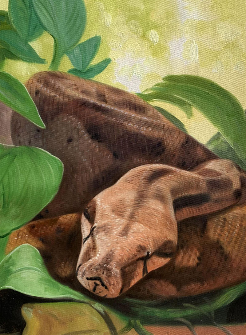 Painting of a boa constrictor resting among green leaves.
