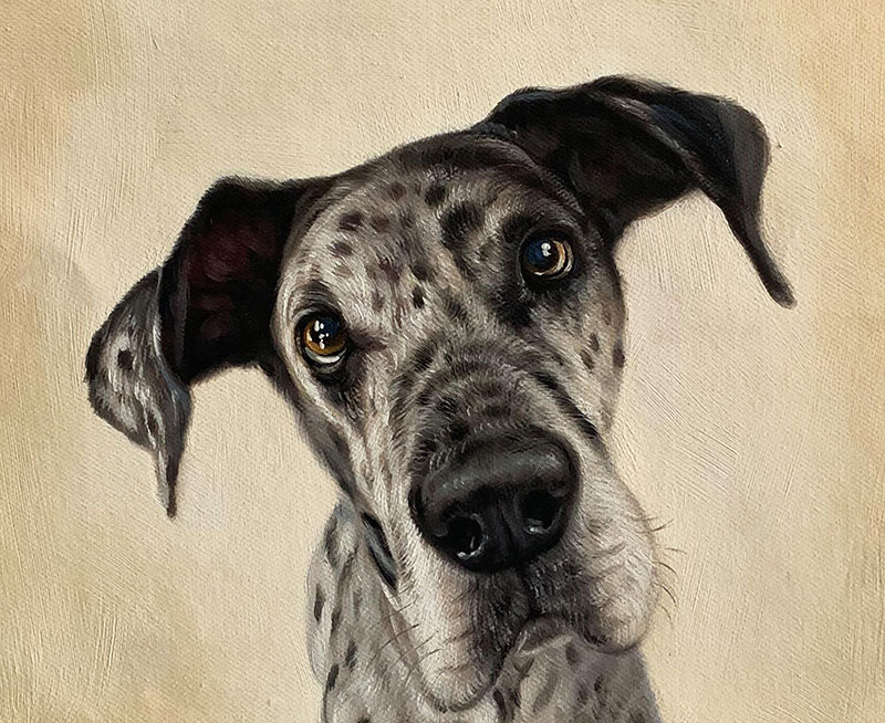 Painting of a Great Dane looking at the viewer.