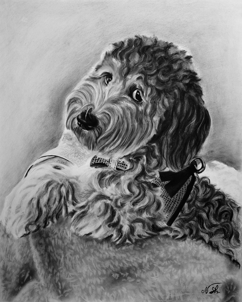 photo to custom charcoal drawing of curly dog