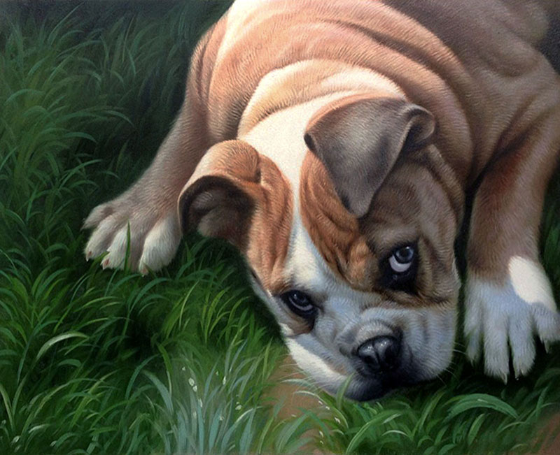 cute dog portrait grass