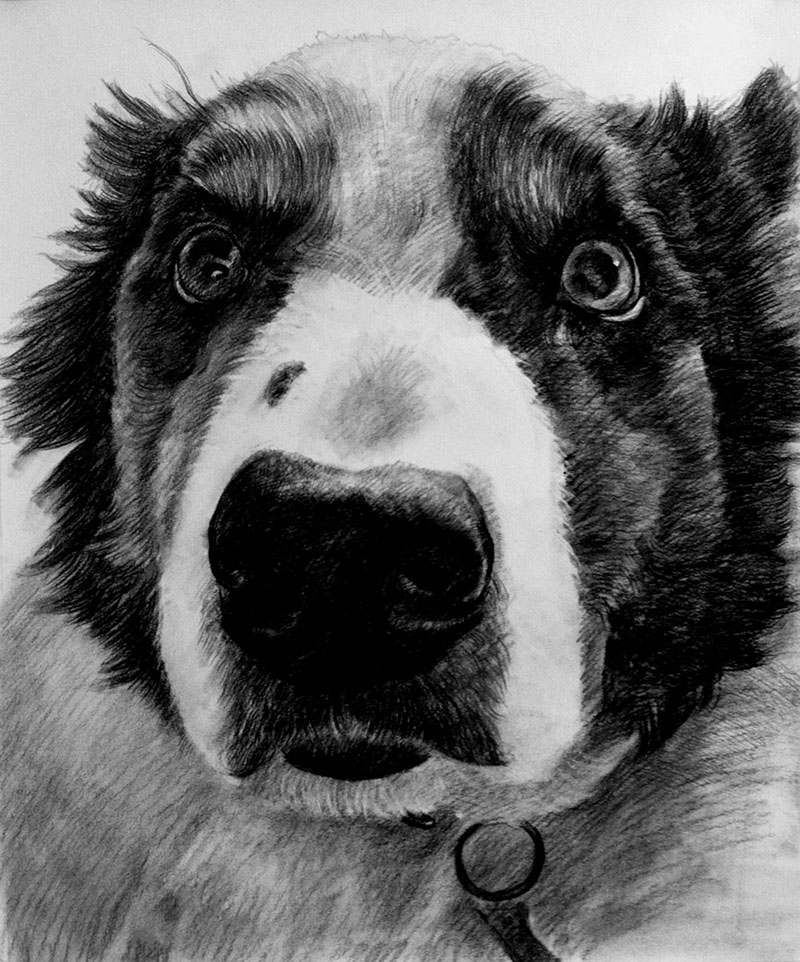 Carboncino da fotografia cane in bianco e nero
