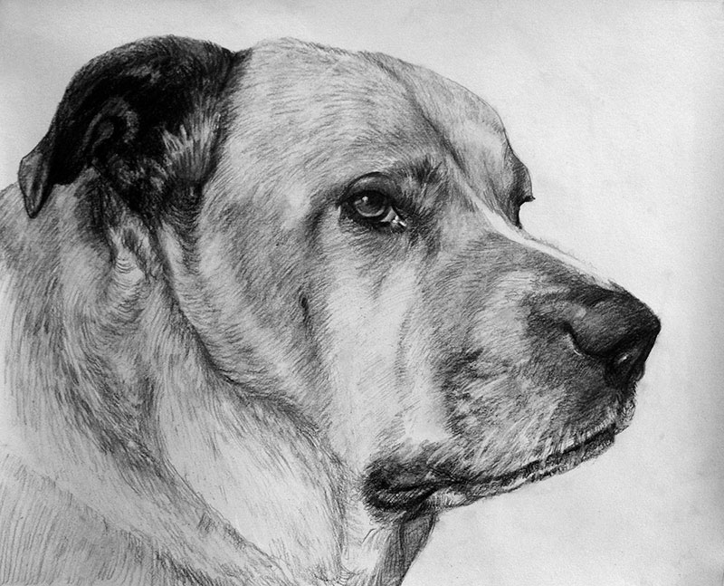 dog portrait in charcoal