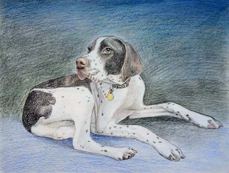 custom colored pencil drawing of a French Pointer
