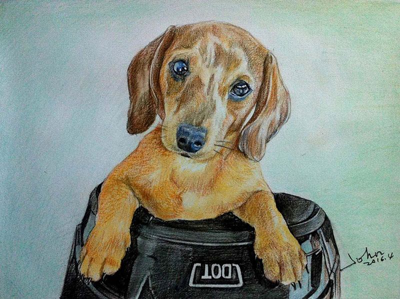 custom colored pencil drawing of a brown Dachshund