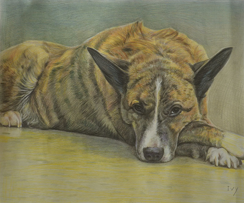 custom colored pencil drawing of a mutt laying down 