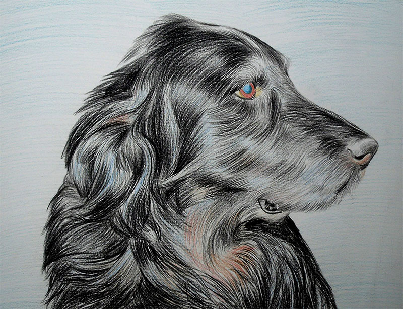 custom colored pencil drawing of a black Setter dog