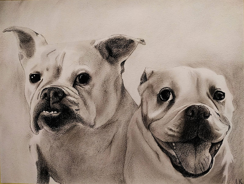 Charcoal drawing of two bulldogs.