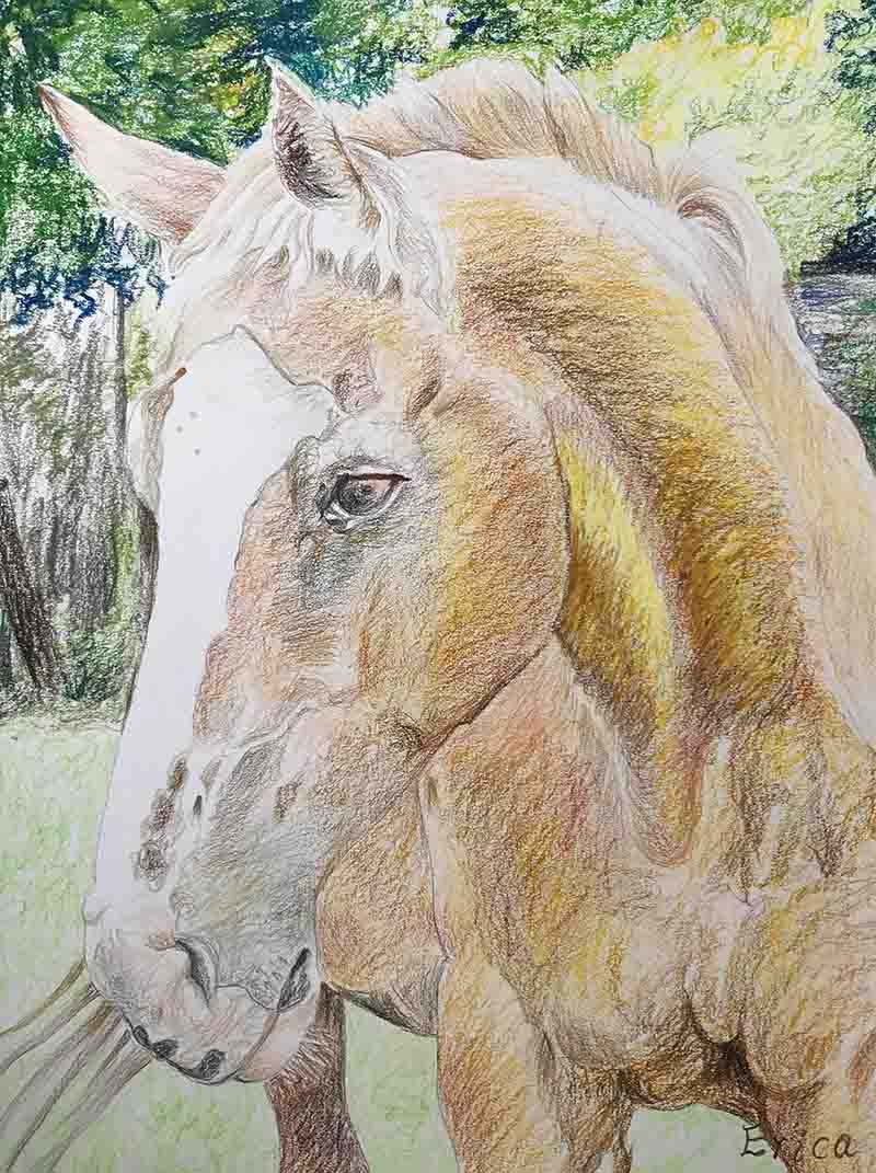 color pencil majestic horse painting