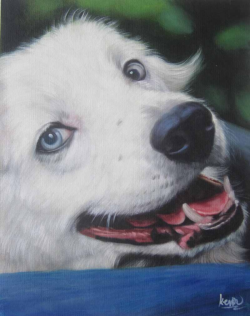 sea blue eyes dog portrait