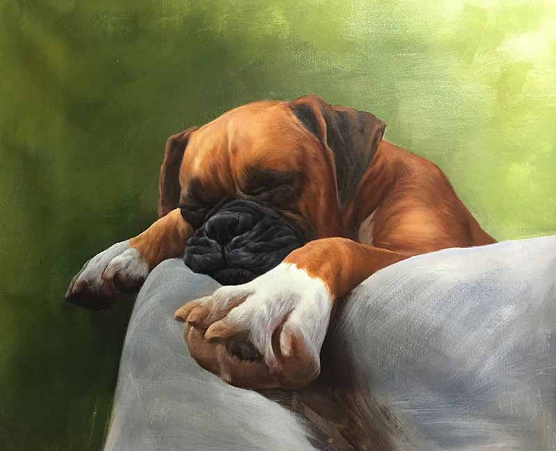 dog portrait sleeping pet