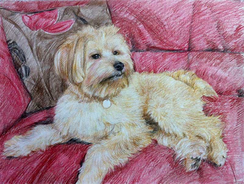 custom colored pencil drawing of Shih-poo