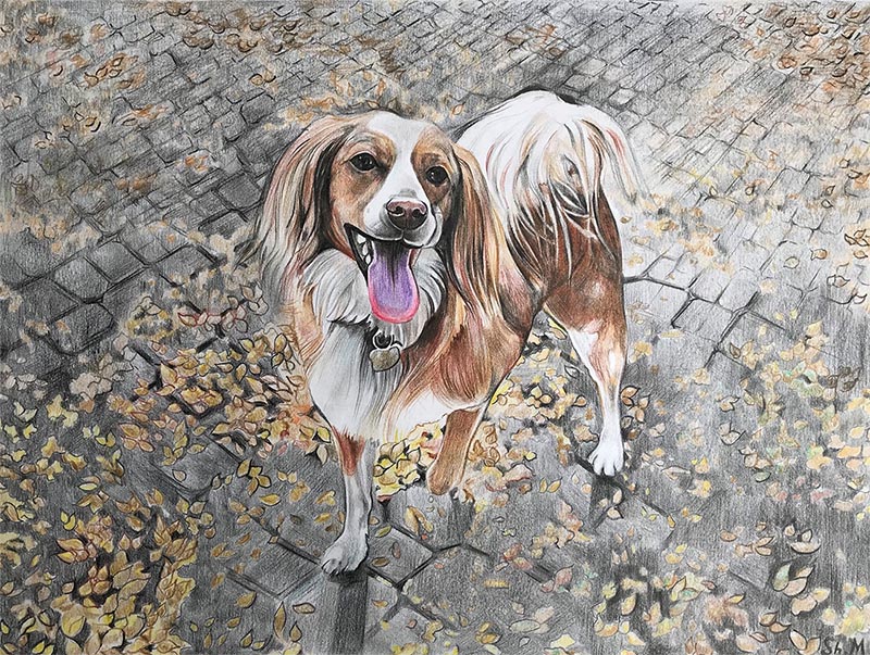 custom colored pencil drawing of a brown and white dog 