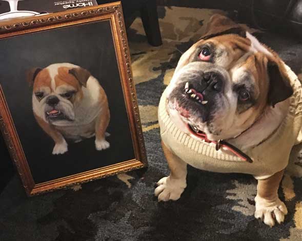 chubby dog portrait