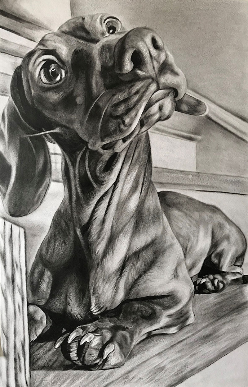 Charcoal Art Pet Portraits