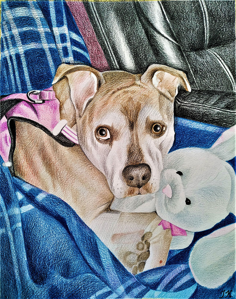 Custom color pencil drawing of a dog